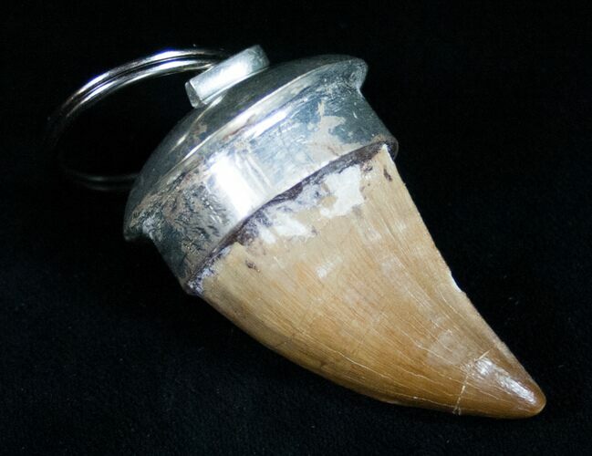 Authentic Fossil Mosasaurus Tooth Keychain #11065